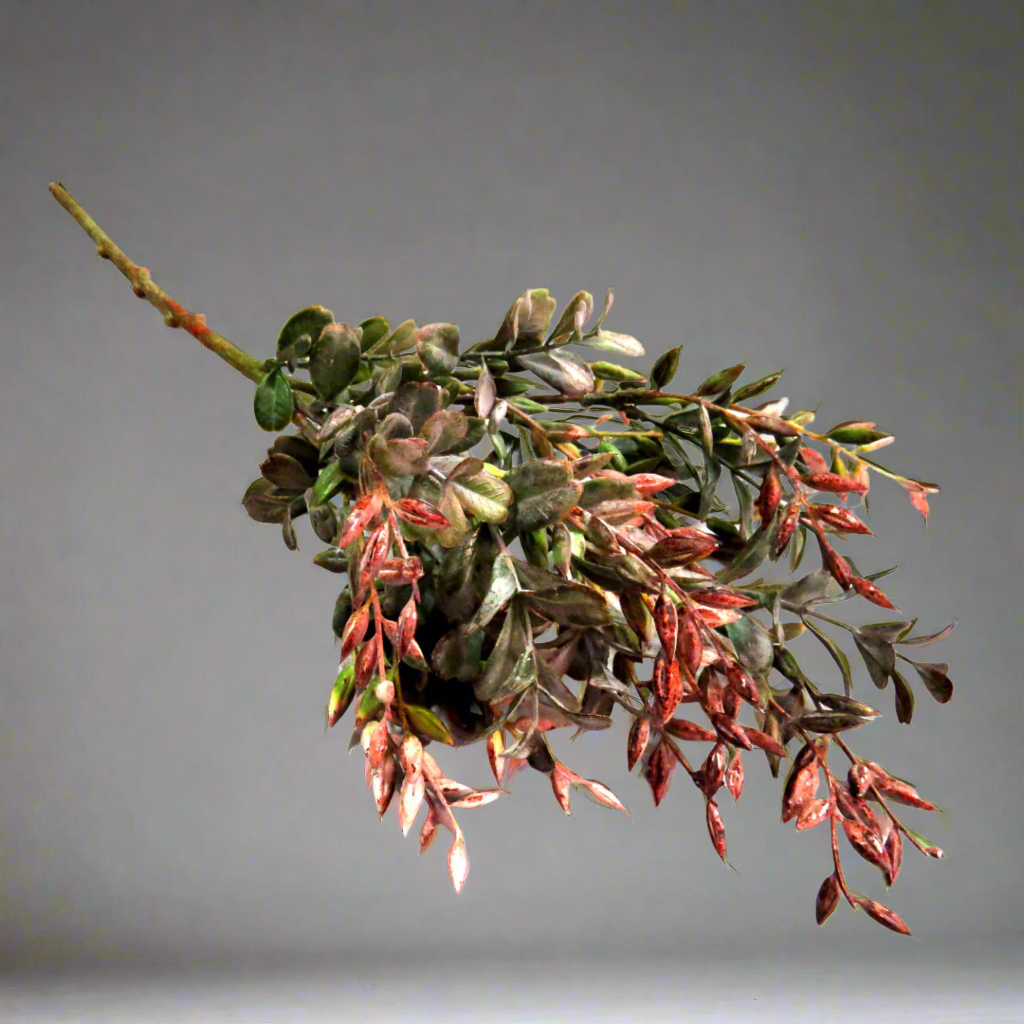 With its 53cm stem of flowering abelia, the Abelia Perfect Glow is the ideal filler for any arrangement or can be used en masse for a stunning display. The subtle colors and pretty flowers add interest, while being wired for easy manipulation into desired shapes. Perfect for any floral expert-Unique Boys.