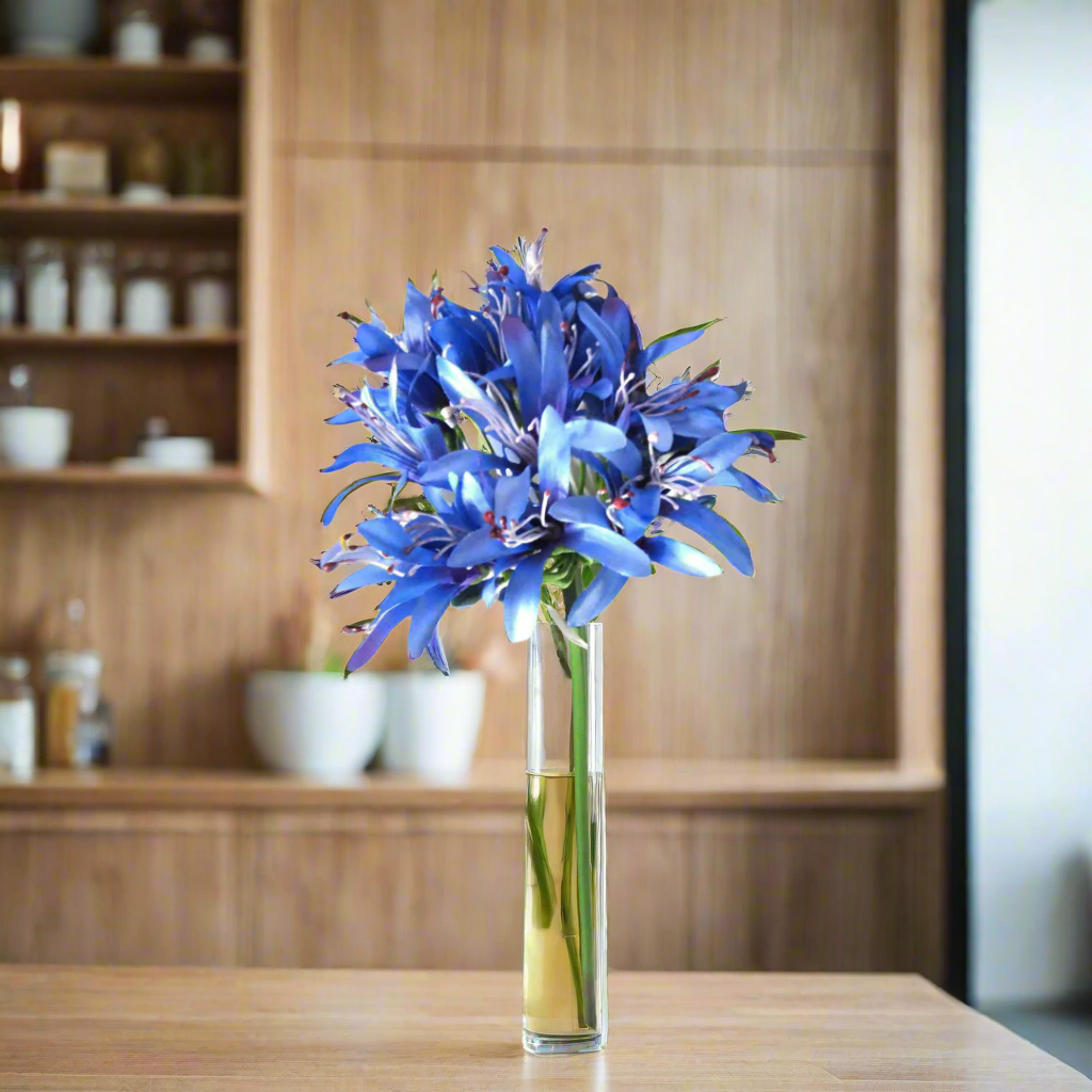 Agapanthus African Blue 