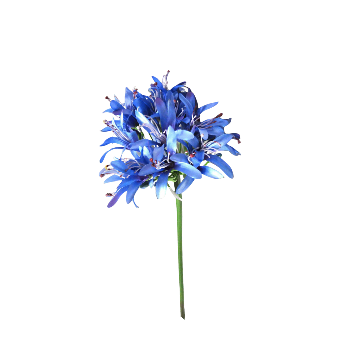 Agapanthus African Blue