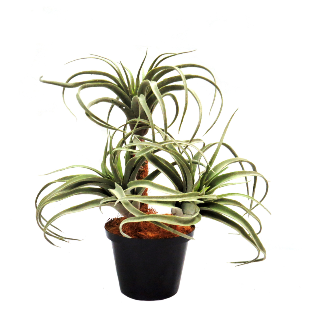 Product: Airplant Atmosphere (Artificial Plant)
Key Features:
High-quality materials
100% lifelike appearance
No watering or maintenance required
Benefits:
Easy care
Timeless beauty
Versatile decor option
Ideal For:
Home decor
Office decor
Low-maintenance greenery solution
Enhancing interior spaces without gardening hassle
This artificial plant offers a convenient, stylish way to bring life and greenery into any space.
Shopping Details:
Store: Unique Boys
Delivery: 5-7 working days