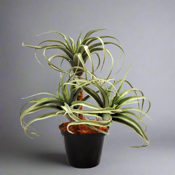 Airplant Atmosphere