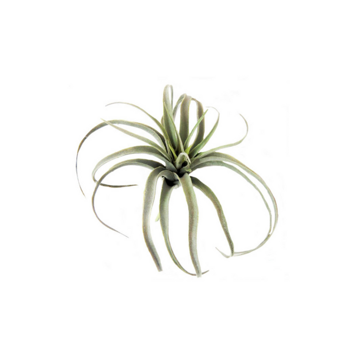 Airplant Skyward