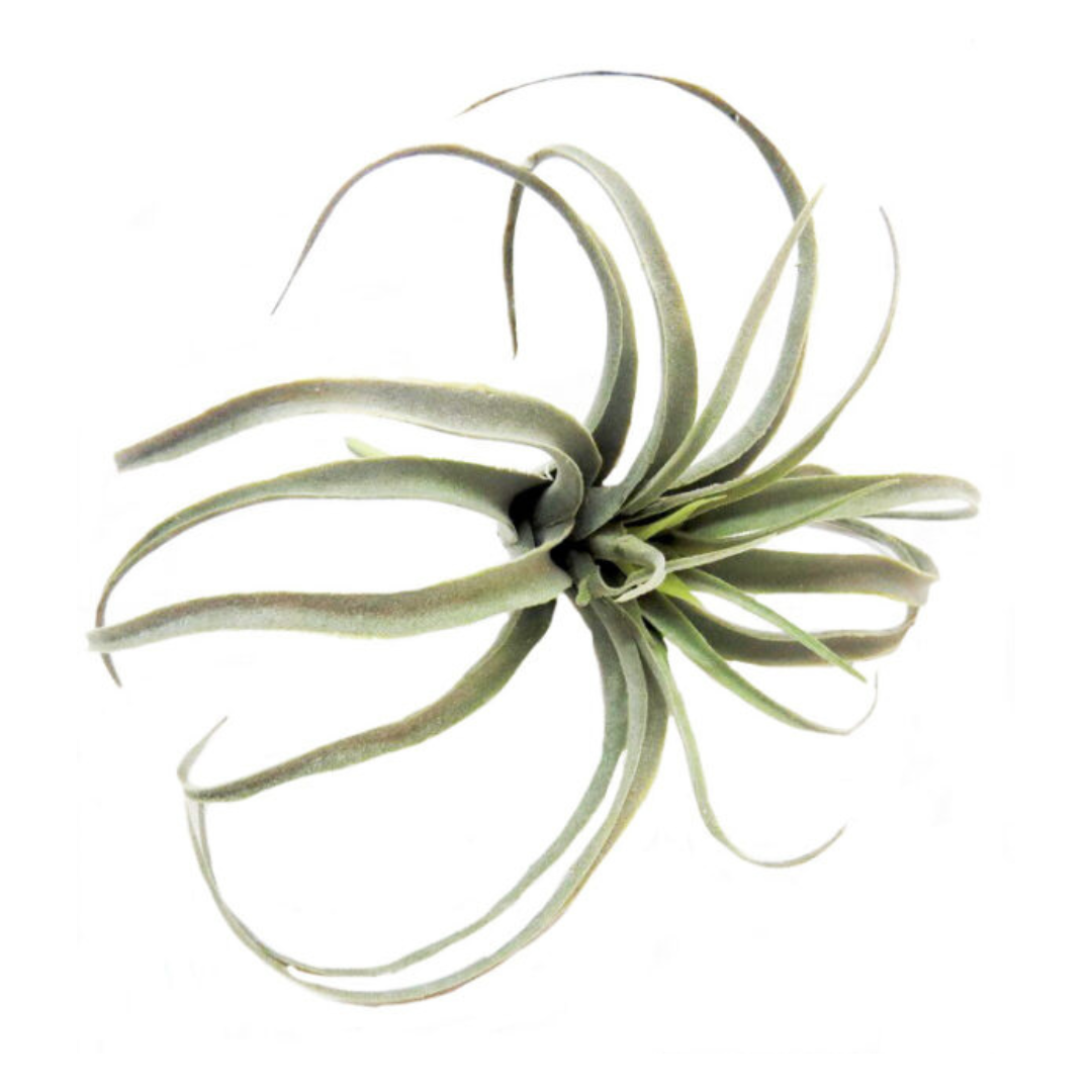 Product: Airplant Skyward (Artificial Plant)
Key Features:
Size: 25cm Length
High-quality materials
No watering or maintenance required
Benefits:
Easy care
Timeless beauty
Versatile decor option
Perfect for busy people or those without a green thumb
Ideal For:
Home decor
Office decor
Low-maintenance greenery solution
Small spaces (desks, shelves, etc.)
This artificial plant offers a hassle-free way to enhance any space with a touch of natural beauty
Shopping Details:
Store: Unique Boys
Delivery: 5-7 working