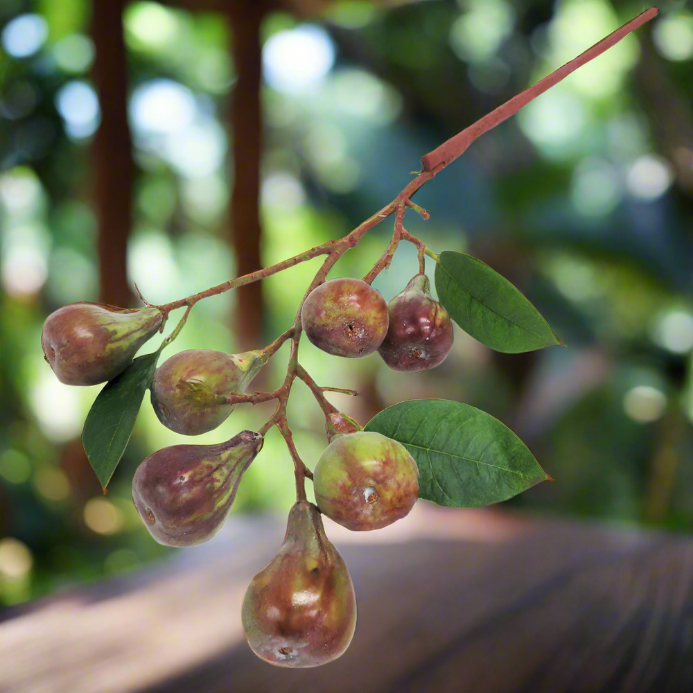 Fig Branch Artificial Plant
Add a touch of luscious elegance to your space with the stunning Fig Branch artificial plant. This glorious stem boasts 7 fully developed figs and 2 tiny developing buds, creating a breathtakingly realistic display. Perfect for adding a decorative flourish to any room, this beautiful fig branch is a true showstopper.
Details
Size: 76cm length
Material: High-quality artificial plants for a remarkably realistic appearance
Style: Elegant, decorative decor perfect for adding a touch 