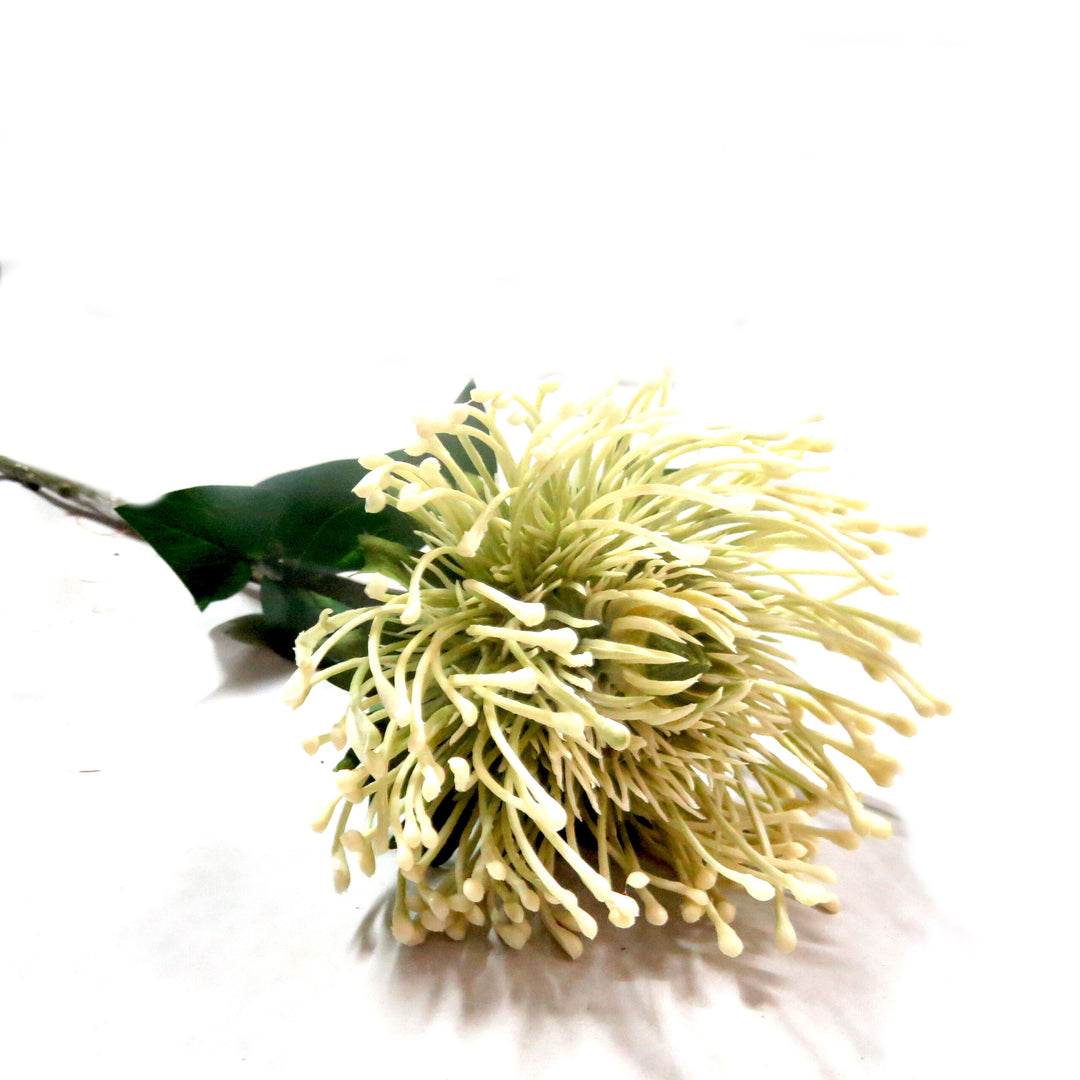 As a pincushion protea, the White Pincushion boasts generous proportions, with a 73cm stem and a large, full flower head that measures 11cm in diameter. Its beautiful off-white shades make for a truly spectacular and unique addition to any floral arrangement-UNIQUE INTERIORS