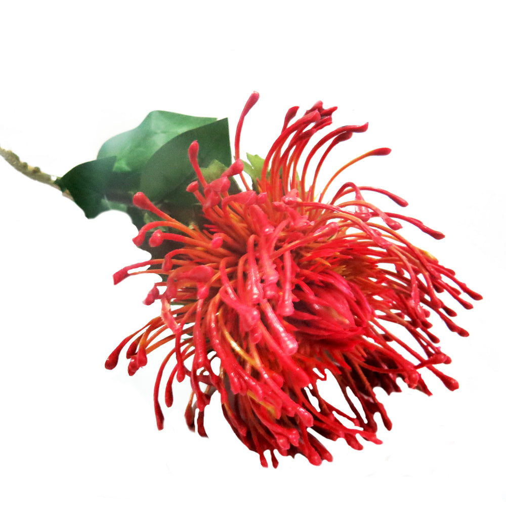 This Red Pincushion is a spectacular new flower that will add a bold touch to any arrangement. With a diameter of 11cm, the pincushion protea boasts generous proportions, standing at 73cm tall. Its flame reddish shades create a beautifully shaded composition, perfect for adding a pop of color to your floral displays-unique interiors