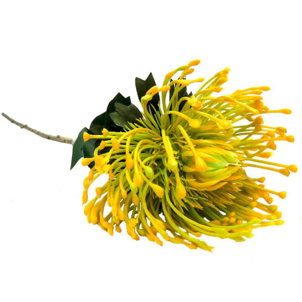 Experience the beauty of the Pincushion Sunlight. With a generous length of 73cm and a full flower head diameter of 11cm, this protea boasts a stunning composition of sunshine yellow shades. Perfect for adding a touch of elegance and vibrancy to any event or floral arrangement-UNIQUE INTERIORS