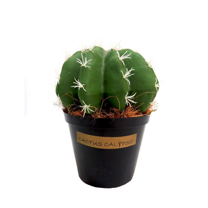 Cactus Calypso

Bring the beauty of the desert to your home with Cactus Calypso, a stunning artificial cactus.
Natural Elegance
Fat and segmented design
Vibrant green color
Dimensions: 23 cm (H) x 21 cm (W)