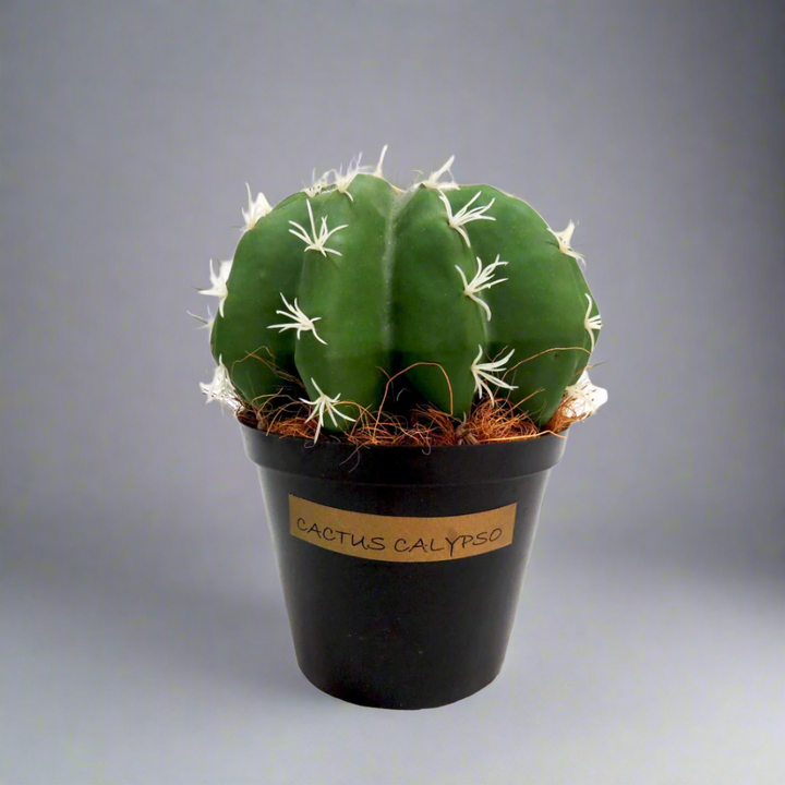 Cactus Calypso

Bring the beauty of the desert to your home with Cactus Calypso, a stunning artificial cactus.
Natural Elegance
Fat and segmented design
Vibrant green color
Dimensions: 23 cm (H) x 21 cm (W)