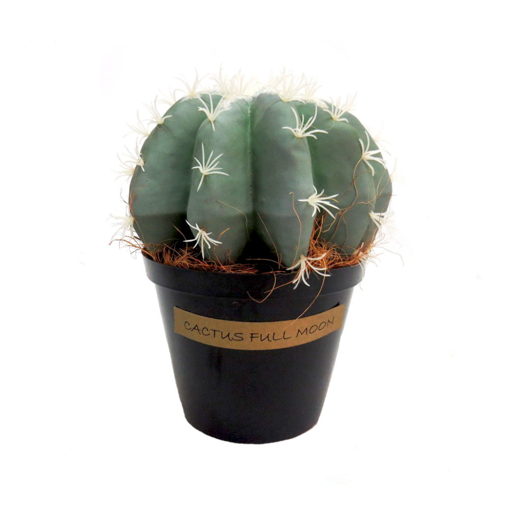 Cactus Full Moon
Elevate your space with the captivating Cactus Full Moon, a beautifully crafted artificial cactus.
Unique Design
Fat, segmented body
Grey-green hue
Dimensions: 23 cm (H) x 21 cm (W)