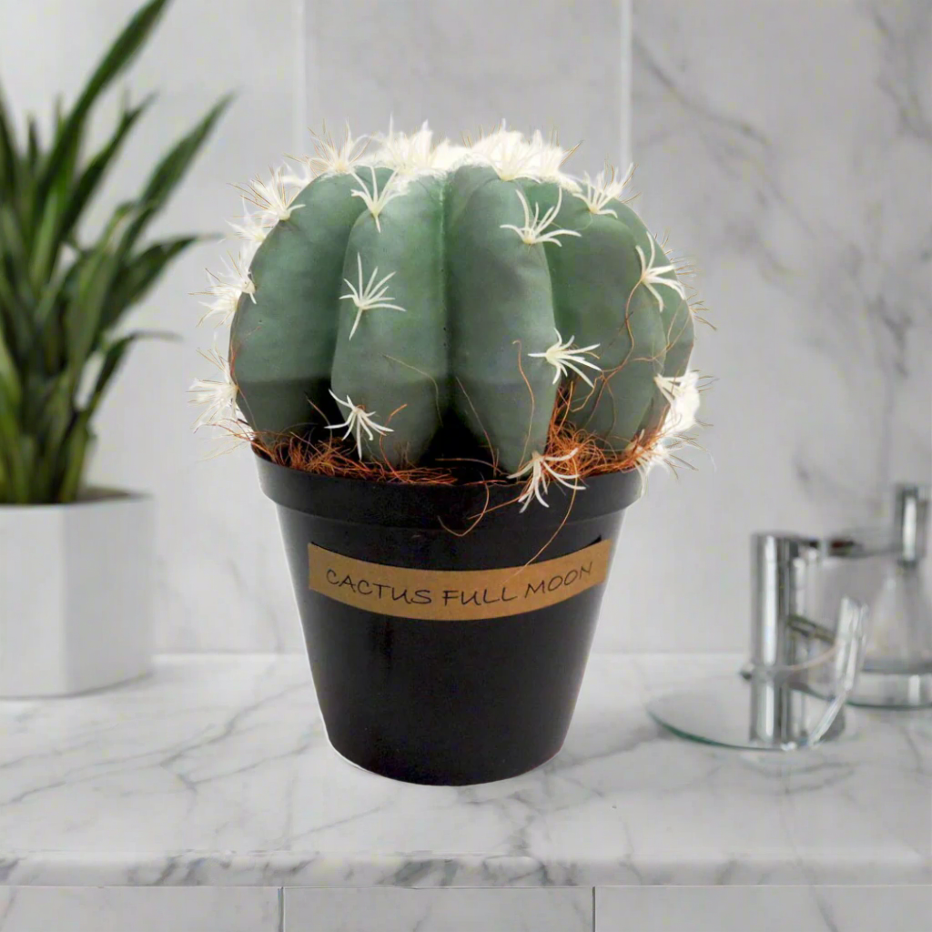 Cactus Full Moon
Elevate your space with the captivating Cactus Full Moon, a beautifully crafted artificial cactus.
Unique Design
Fat, segmented body
Grey-green hue
Dimensions: 23 cm (H) x 21 cm (W)