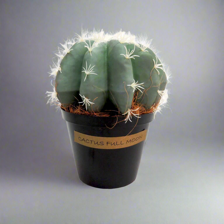 Cactus Full Moon
Elevate your space with the captivating Cactus Full Moon, a beautifully crafted artificial cactus.
Unique Design
Fat, segmented body
Grey-green hue
Dimensions: 23 cm (H) x 21 cm (W)