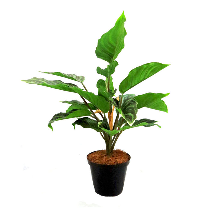 The Variegated Aralia Plant boasts a total height of 40cm and width of 51cm, making it a statement piece for any room. The pot dimensions of 12cm x 9cm provide a sturdy base and the plant's height of 31cm adds depth to its overall appearance. Perfect for adding a touch of nature to your home or office-UNIQUE INTERIORS