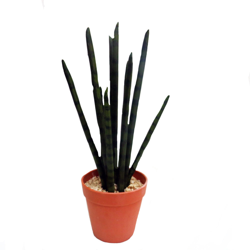 Introduce the Snake Aloe to your indoor garden. This 40CMH variety features a unique snake-like texture, adding an eye-catching touch to your plants. With its low maintenance care and air-purifying properties, it's the perfect addition to any plant collection-UNIQUE INTERIORS