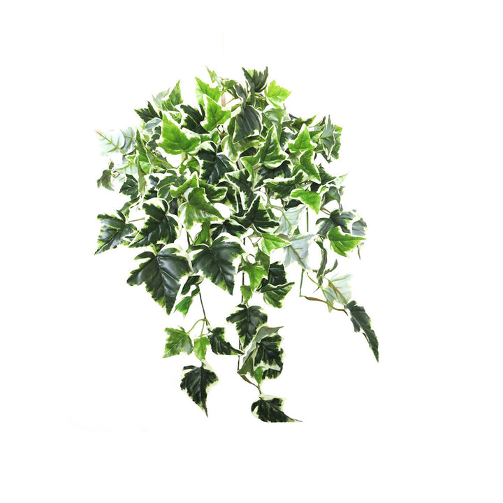 Introducing Ivy Variegata - The Ultimate Artificial Plant!
Elevate your space with our stunning Ivy Variegata artificial plant, expertly crafted to mimic the real thing! With 12 stems and 143 leaves, this beautiful piece is full, lush, and utterly convincing.
Add Texture and Visual Interest
The variegated leaves of our Ivy Variegata plant add a delightful depth and visual interest to any room. Perfect for hanging or cascading from a pot or basket, this plant is a versatile and stylish addition to your home 