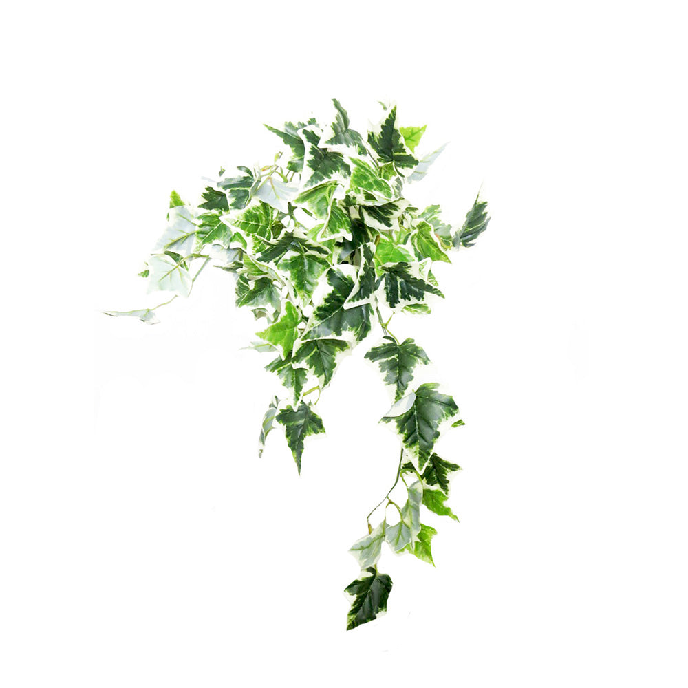 Variegated Ivy Hanging Plant - A Lush Addition to Your Home!
Bring the beauty of nature indoors with our stunning Variegated Ivy Hanging Plant!
84cmL of lush greenery, perfect for hanging from a basket or pot
9 stems with offshoots and 82 realistic leaves, creating a full and vibrant display
Leaves appear freshly cut from the garden, adding a touch of natural elegance to any room
Hang and enjoy the stunning cascading effect!
Benefits:
Low maintenance, no watering or pruning required
