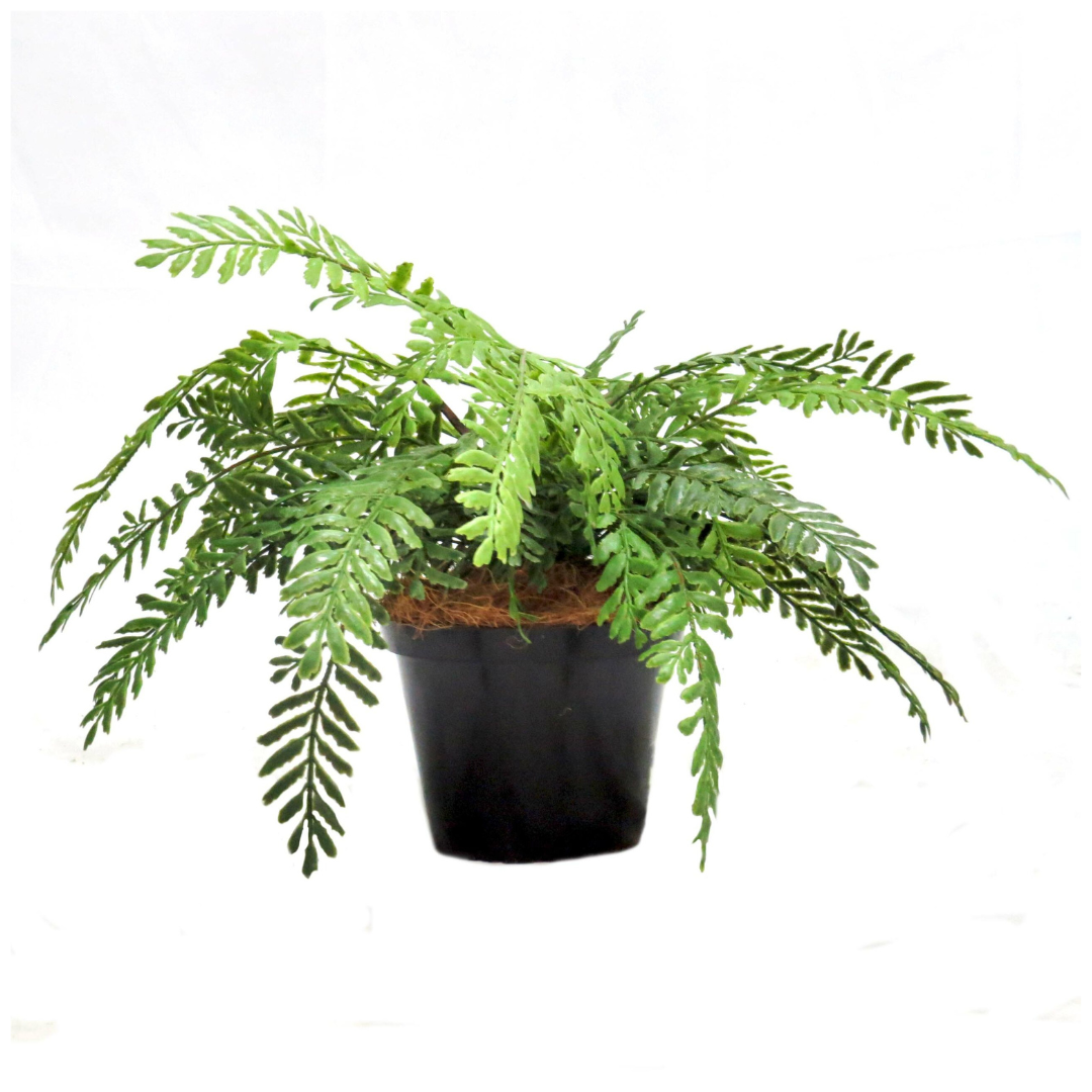 Fern Primo Artificial Plant
Bring the serene beauty of nature indoors with the exquisite Fern Primo artificial plant. This stunning piece boasts 20 intricately designed, real-touch fern fronds that are carefully wired for effortless shaping. Presented in a sturdy, well-weighted pot, the Fern Primo stands at an impressive 27cm height and 40cm width, adding a touch of freshness and elegance to any room.
Details
Size: 27cm height x 40cm width
Material: High-quality artificial plants with real-touch fern fronds