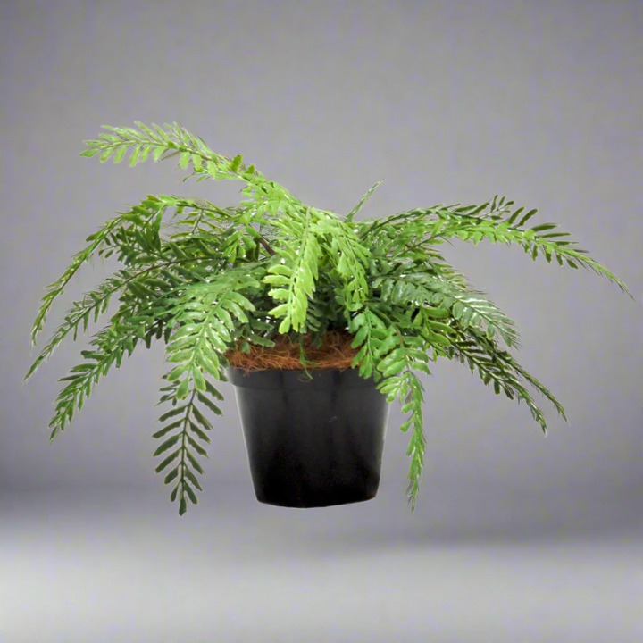 Fern Primo Artificial Plant