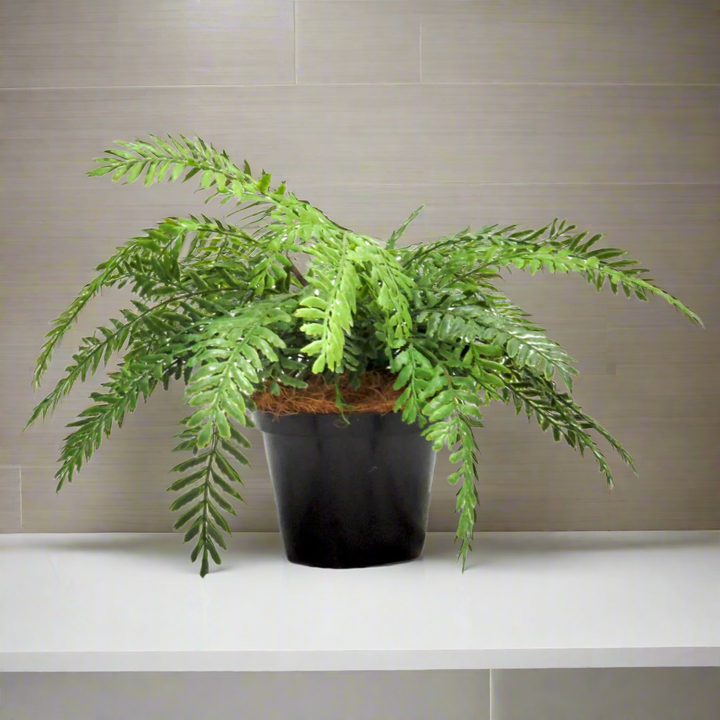 Fern Primo Artificial Plant
Bring the serene beauty of nature indoors with the exquisite Fern Primo artificial plant. This stunning piece boasts 20 intricately designed, real-touch fern fronds that are carefully wired for effortless shaping. Presented in a sturdy, well-weighted pot, the Fern Primo stands at an impressive 27cm height and 40cm width, adding a touch of freshness and elegance to any room.
Details
Size: 27cm height x 40cm width
Material: High-quality artificial plants with real-touch fern fronds