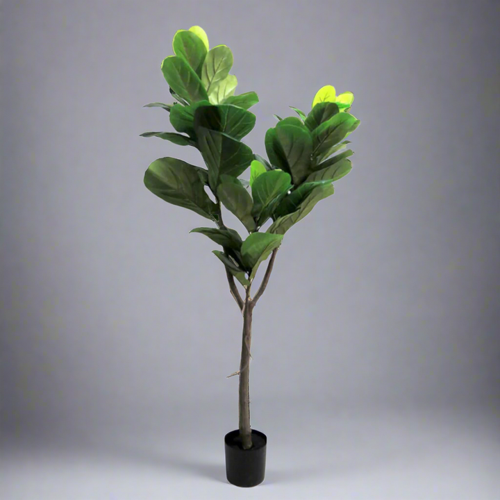 Fiddle Tree Artificial Plant
Make a statement with the majestic 150cm Fiddle Tree artificial plant. This stunning piece features a sturdy central trunk, a intricate network of branches, and a lush canopy of perfectly colored leaves in varying sizes, creating an impressively realistic appearance. Presented in a sleek black pot, this beautiful Fiddle Tree is perfect for adding a touch of natural elegance to any home or office.
Details
Size: 150cm height
Material: High-quality artificial plants for a remarkabl