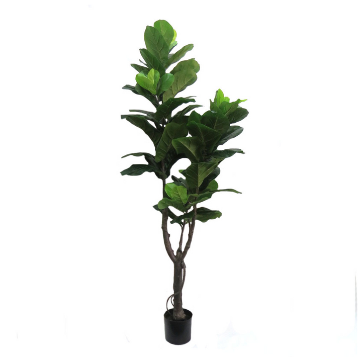 Fiddlefig Artificial Plant
Elevate your space with the majestic 180cm Fiddlefig artificial plant. As a statement piece, this impressive plant commands attention with its striking height and lush, leafy foliage. Perfect for adding a touch of natural elegance to any room, the Fiddlefig artificial plant promotes a healthy and vibrant environment while requiring minimal maintenance.
Details
Size: 180cm height
Material: High-quality artificial plants for a remarkably realistic appearance
Style: Timeless, elegant