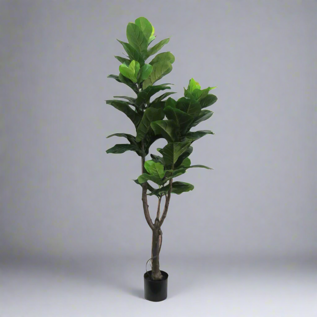 Fiddlefig Artificial Plant
Elevate your space with the majestic 180cm Fiddlefig artificial plant. As a statement piece, this impressive plant commands attention with its striking height and lush, leafy foliage. Perfect for adding a touch of natural elegance to any room, the Fiddlefig artificial plant promotes a healthy and vibrant environment while requiring minimal maintenance.
Details
Size: 180cm height
Material: High-quality artificial plants for a remarkably realistic appearance
Style: Timeless, elegant