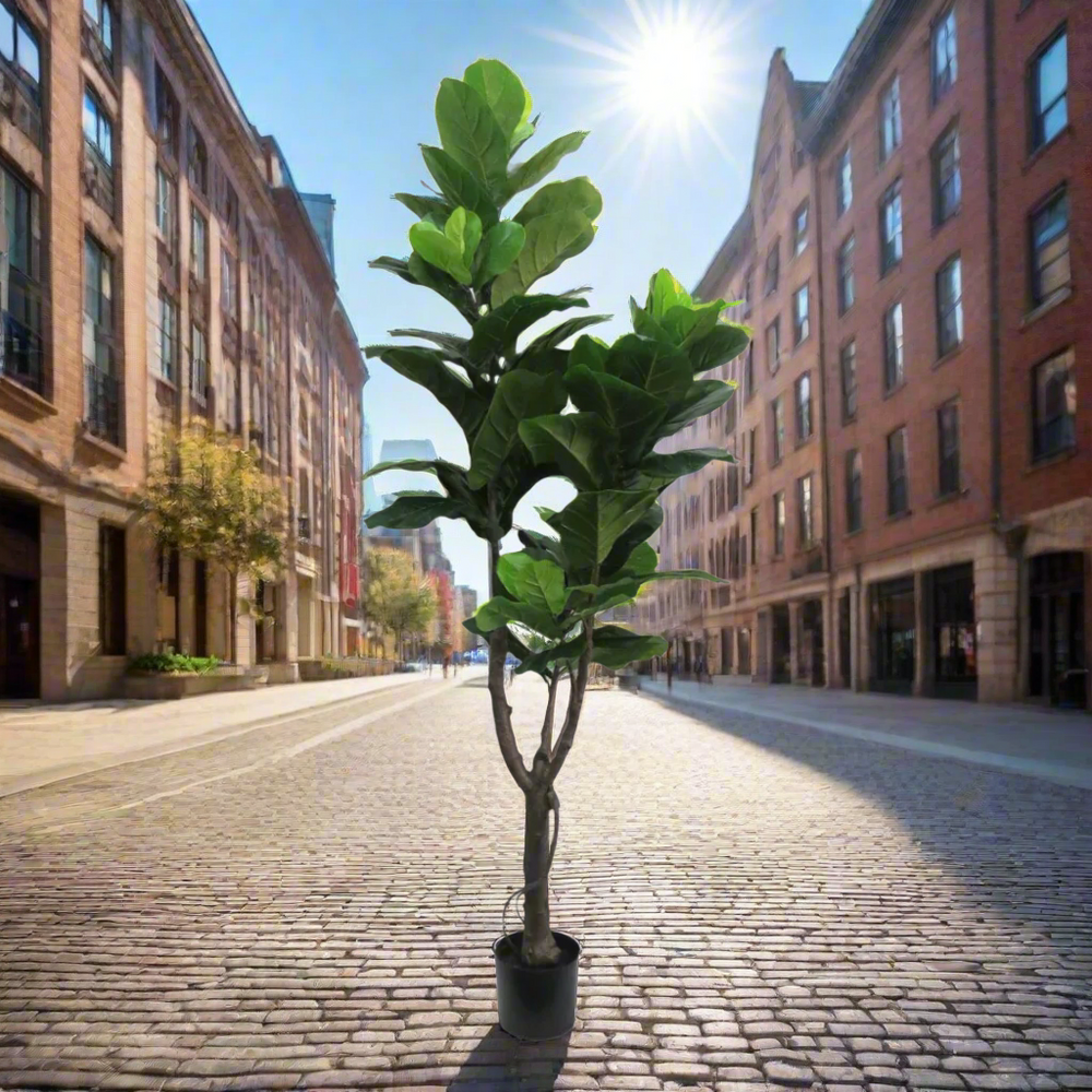 Fiddlefig Artificial Plant
Elevate your space with the majestic 180cm Fiddlefig artificial plant. As a statement piece, this impressive plant commands attention with its striking height and lush, leafy foliage. Perfect for adding a touch of natural elegance to any room, the Fiddlefig artificial plant promotes a healthy and vibrant environment while requiring minimal maintenance.
Details
Size: 180cm height
Material: High-quality artificial plants for a remarkably realistic appearance
Style: Timeless, elegant