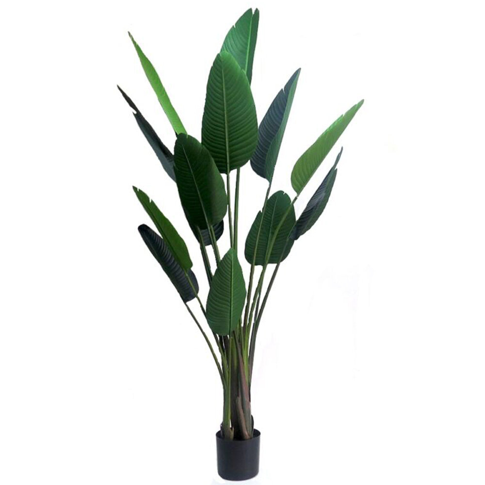 Strelitzia is a tall, elegant plant that reaches a height of 190cmh. With its impressive size, this plant will add a touch of grandeur to any space, making it perfect for larger rooms or hallways. Its height also allows it to stand out among other plants, making it a great focal point for any room-UNIQUE INTERIORS