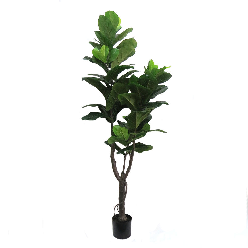 As an expert in the plant industry, I confidently recommend the Fiddlefig standing at 180cmh. This impressive height provides a striking presence to any room, making it the perfect statement piece. With its tall and leafy features, this plant adds a touch of nature to your space, while also promoting a healthy and vibrant environment-UNIQUE INTERIORS