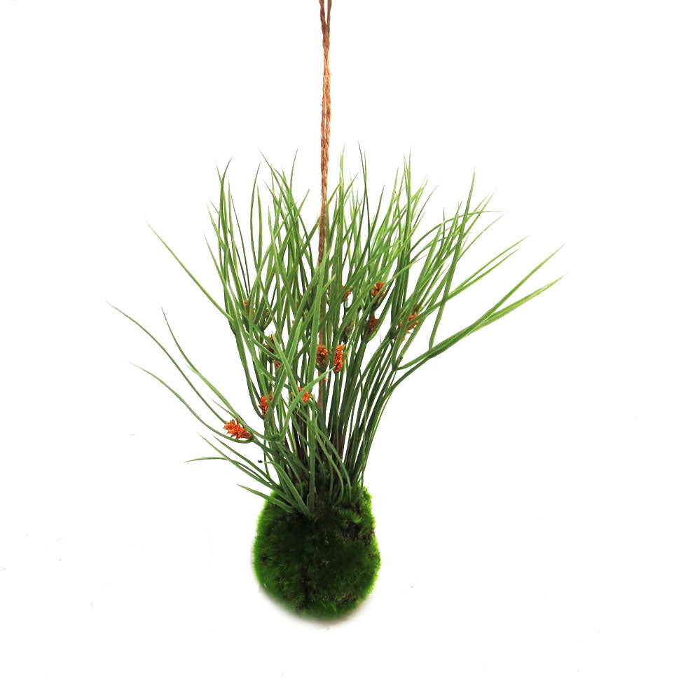 Expertly crafted with a composition of reeds and stems, our Kraanzkloof Reed Ball is set into a "growing" mossy ball base. This unique design can also be hung without the jute hanger, measuring at 24cm. Bring a touch of nature into your space with this versatile and beautifully designed piece- unique interiors