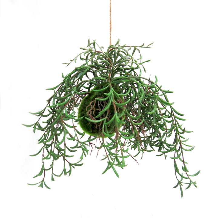 Nuclea Growth Ball
Bring the Beauty of Nature Indoors!
The Nuclea Growth Ball is a stunning botanical specimen that adds a touch of natural elegance to any space. This unique piece feature