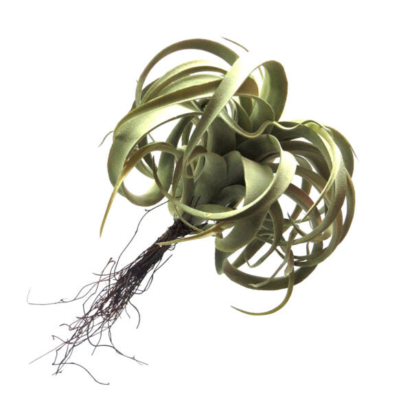 Enhance your space with a 35cml Airplant Atmos. This ARTIFICIAL PLANT adds a touch of greenery without the need for maintenance. Perfect for those wanting to bring nature indoors, without the hassle- UNIQUE INTERIORS