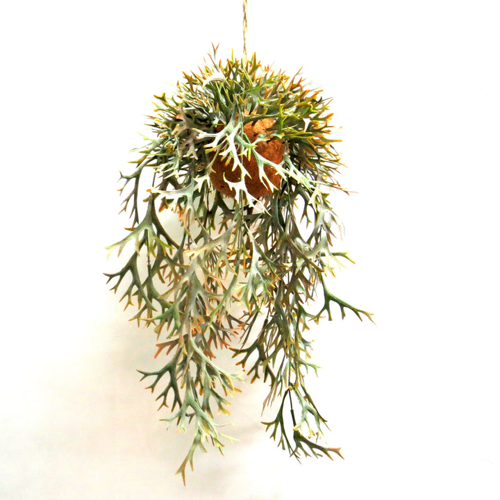 Introduce a touch of natural beauty into your home with our Hanging Staghorn Autumnal fernery. With stunning autumnal colors and a locally designed natural fibre ball, this 32cm wide fernery is rooted to perfection. Measuring 62cm in drop and 102cm in length, it's the perfect addition to any living space-UNIQUE INTERIORS