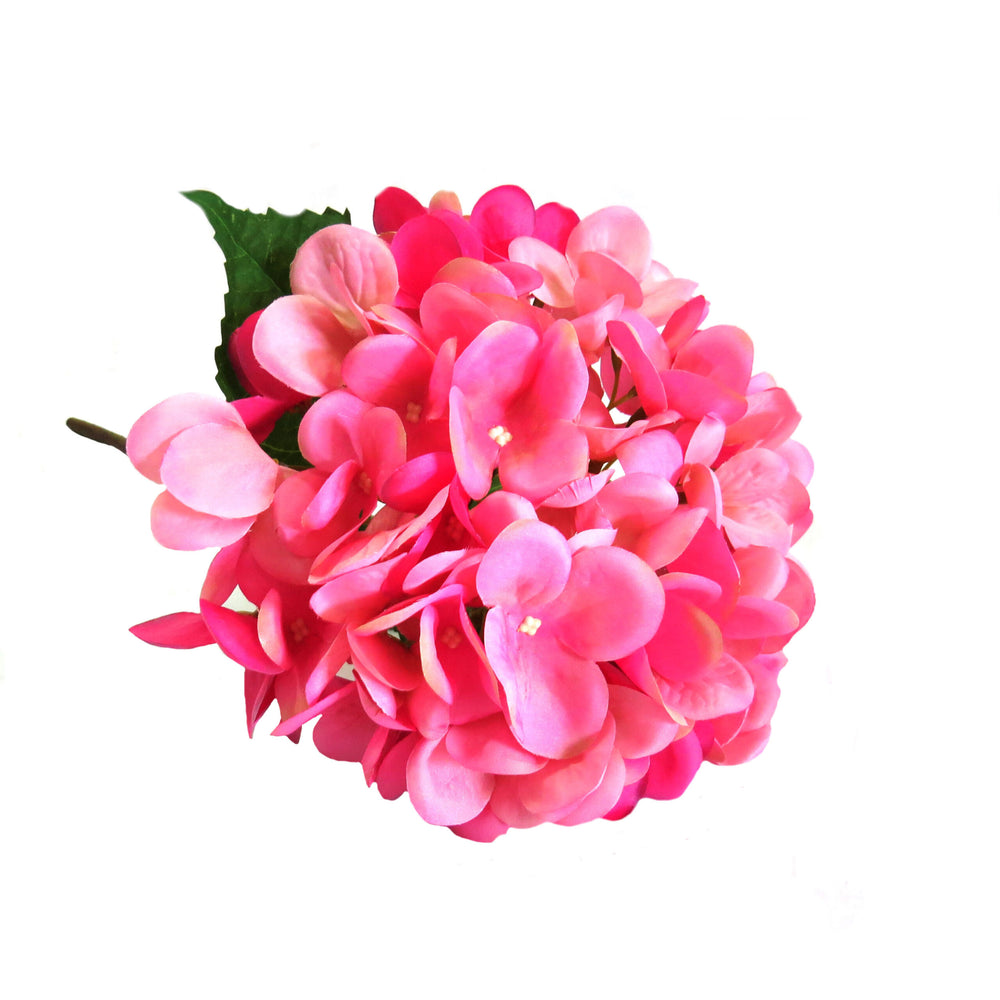 This Hydrangea Pink Lightning boasts a long stem of 50 cm, with a stunning two-tone pink hue bringing a bright and glorious beauty. Its large sized head adds to its overall attractiveness-UNIQUE INTERIORS