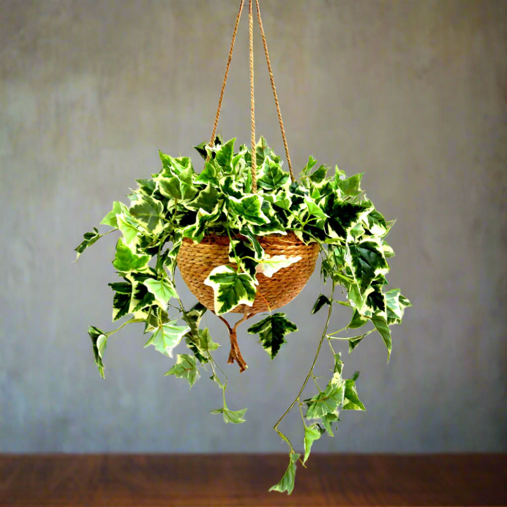 Habitat Hanging Plant Basket
Bring the outdoors in with the stunning Habitat Hanging Plant Basket, featuring a lush, artificial variegated ivy plant. Perfect for adding a touch of natural beauty to any room.