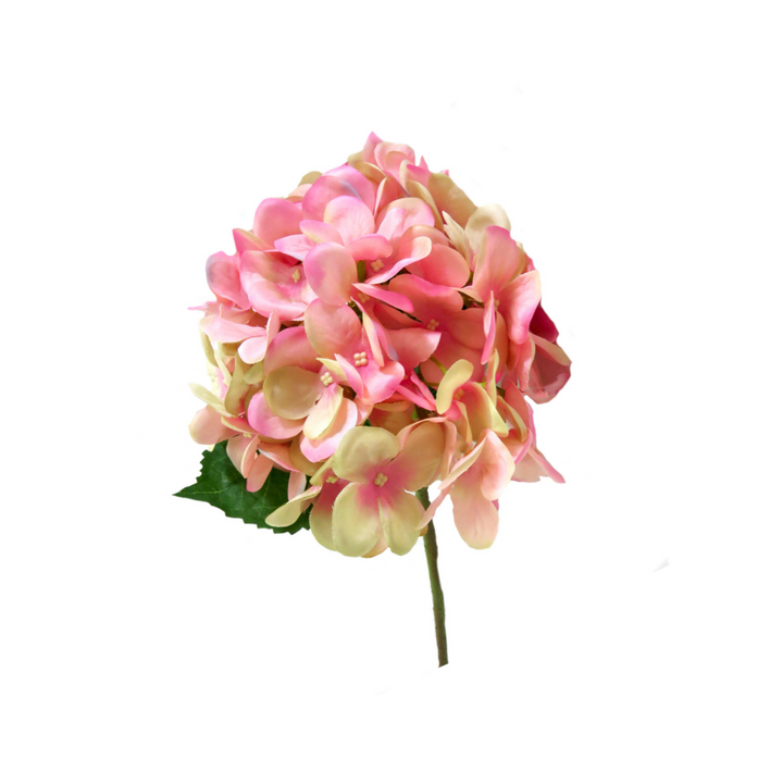 Hydrangea Pink Puff