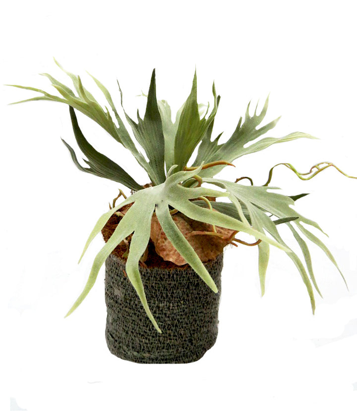 Experience the stunning and lifelike beauty of the Staghorn Mozambique plant. Standing at 37cmh, this plant is expertly designed to mimic the real thing. It comes nestled in a hand-woven basket measuring 14cmh x 14cmd, adding a touch of nature to any space-UNIQUE INTERIORS