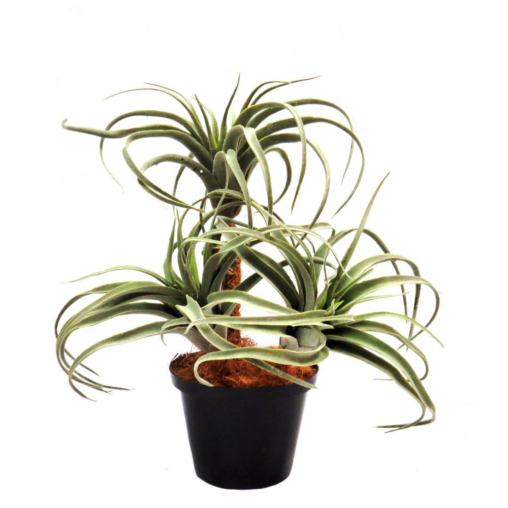 Introducing Airplant Atmosphere, the perfect solution for adding a touch of greenery to any space without the hassle of watering and maintenance. Crafted with high-quality materials, this artificial plant offers 100% lifelike appearance and is an excellent addition to any home or office decor-UNIQUE INTERIORS