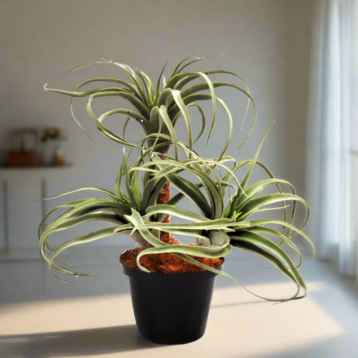 Airplant Atmosphere