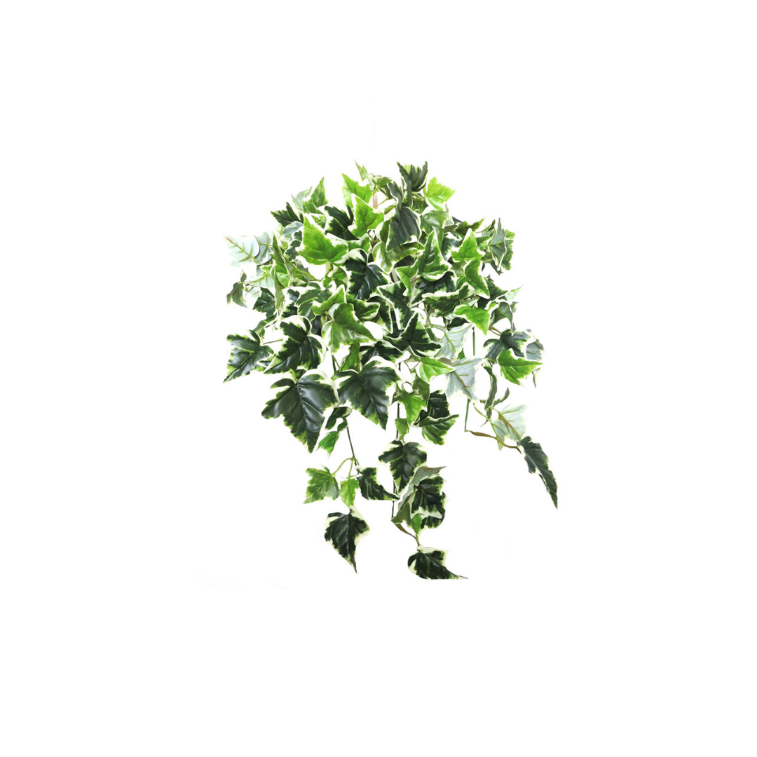 Introducing Ivy Variegata - The Ultimate Artificial Plant!
Elevate your space with our stunning Ivy Variegata artificial plant, expertly crafted to mimic the real thing! With 12 stems and 143 leaves, this beautiful piece is full, lush, and utterly convincing.
Add Texture and Visual Interest
The variegated leaves of our Ivy Variegata plant add a delightful depth and visual interest to any room. Perfect for hanging or cascading from a pot or basket, this plant is a versatile and stylish addition to your home 