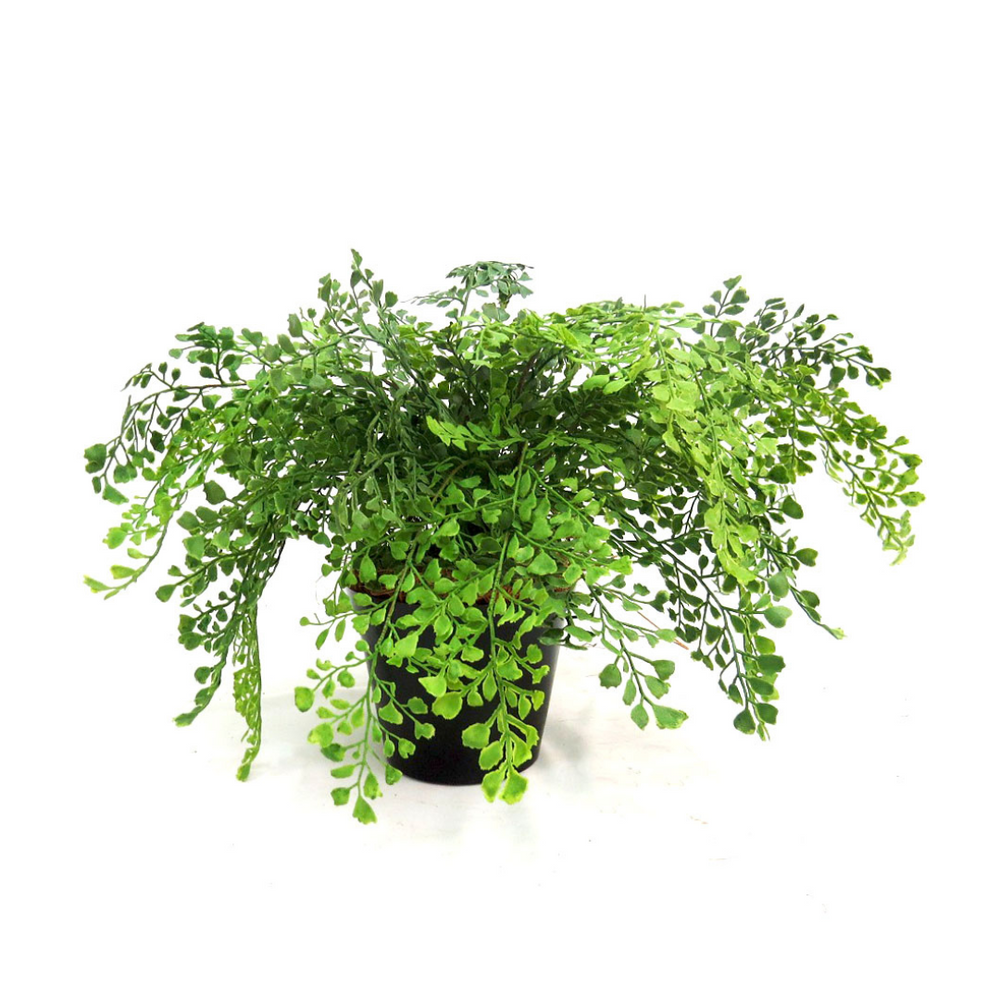 Maiden Fern Pot: Bring the Beauty of Nature Indoors

Elevate your indoor gardening game with the stunning Maiden Fern Pot, a must-have for any plant enthusiast. This gorgeous potted fern boasts an impressive 52cm area of lush, vibrant foliage, standing tall at 45cm.
A Perfect Blend of Style and Functionality