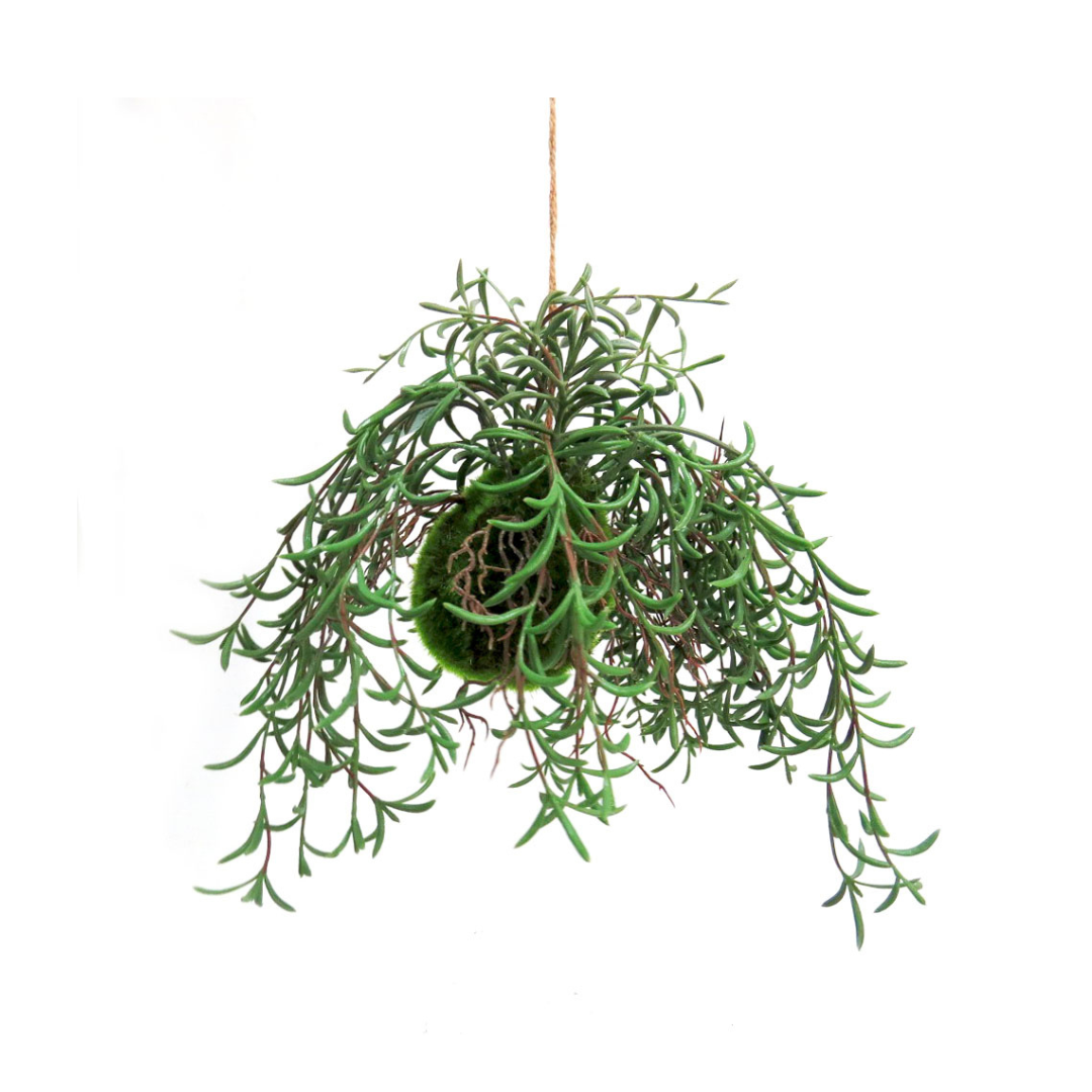 Nuclea Growth Ball
Bring the Beauty of Nature Indoors!
The Nuclea Growth Ball is a stunning botanical specimen that adds a touch of natural elegance to any space. This unique piece feature