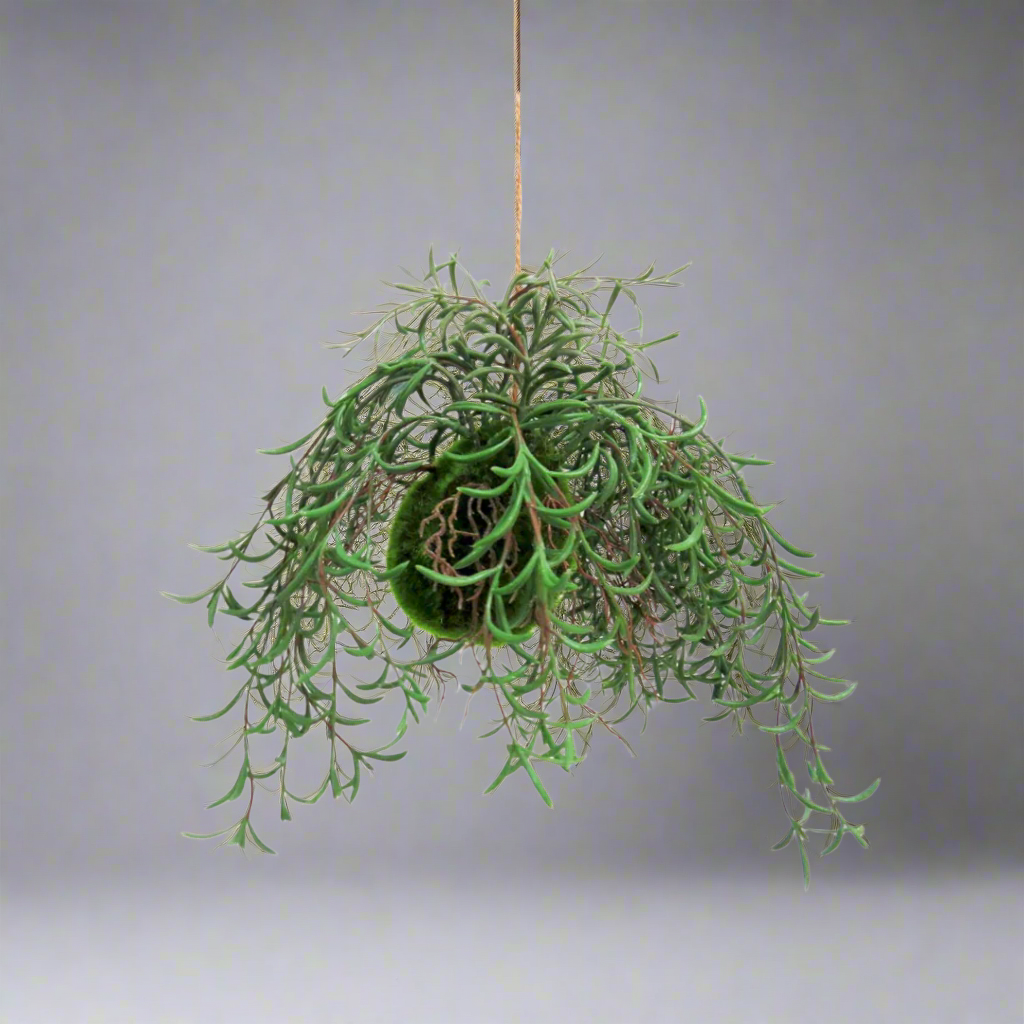 Nuclea Growth Ball
Bring the Beauty of Nature Indoors!
The Nuclea Growth Ball is a stunning botanical specimen that adds a touch of natural elegance to any space. This unique piece feature