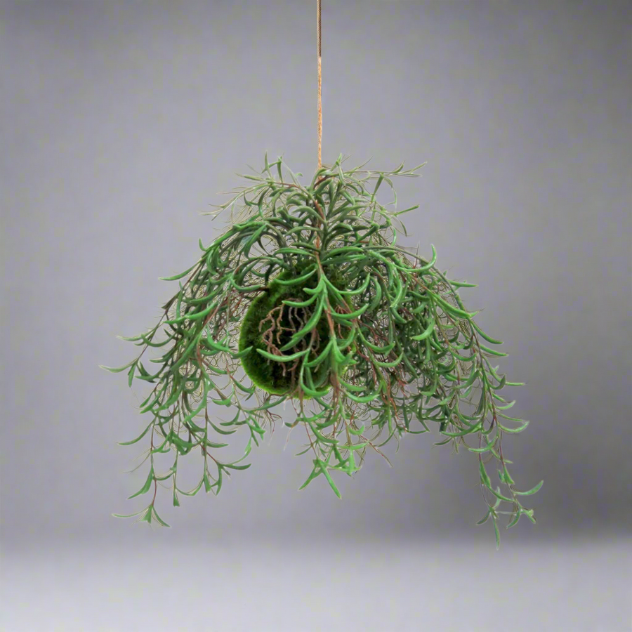 Nuclea Growth Ball
Bring the Beauty of Nature Indoors!
The Nuclea Growth Ball is a stunning botanical specimen that adds a touch of natural elegance to any space. This unique piece feature