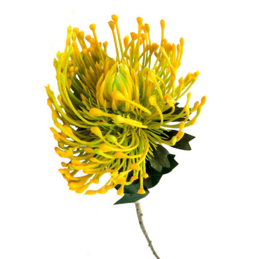 Product Details: Pincushion Sunlight
Description: A vibrant artificial Pincushion Sunlight protea, featuring stunning sunshine yellow shades and a dramatic, elegant design.
Material: Artificial
Size: 73cm length x 11cm diameter