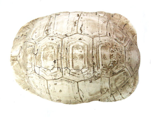 Slobro Turtle