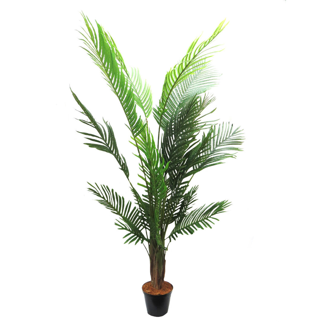 Areca Palm 6