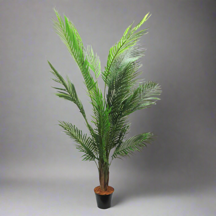 Areca Palm 6