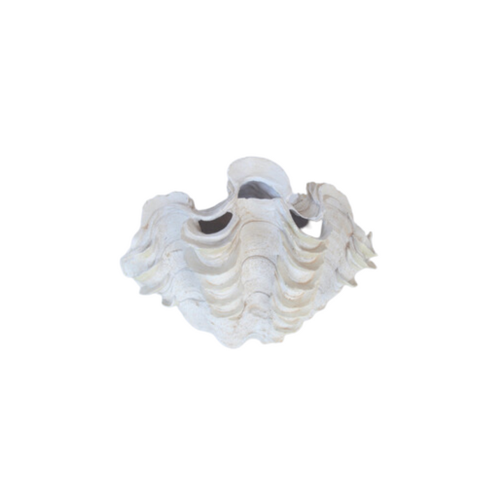 Add a touch of the sea to your home with our beautiful clam shell. This elegant 20x31cm shell creates a natural and calming atmosphere that's perfect for any room. Decorate and enjoy its unique and natural beauty today! Delivery 5 - 7 working days