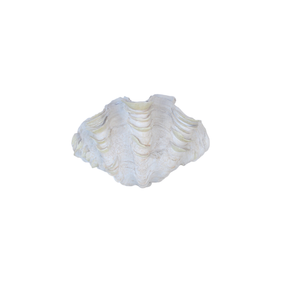 Add a touch of the sea to your home with our beautiful clam shell. This elegant 20x31cm shell creates a natural and calming atmosphere that's perfect for any room. Decorate and enjoy its unique and natural beauty today! Delivery 5 - 7 working days